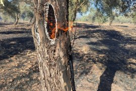 Karacahisar’da çıkan yangında zeytinlik alanlar ve arı kovanları zarar gördü