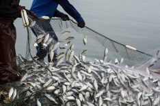 On the fisherman boat,Catching many fish at mouth of Bangpakong