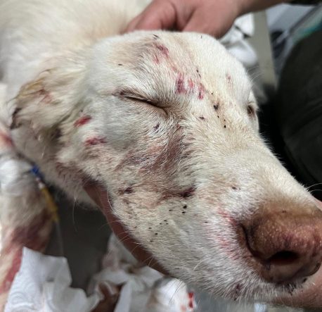 47ee69d7-55fb-4dcc-b8e7-ef894819dcf8